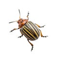 Potato Colorado Beetle Pest Insect Isolated on White