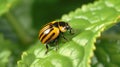 The Colorado potato beetle sits on a potato leaf close. Generative AI.