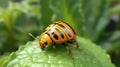 The Colorado potato beetle sits on a potato leaf close. Generative AI.