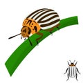 Colorado potato beetle sits on a stalk.