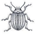 Colorado potato beetle tattoo art. Potato bug.Leptinotarsa decemlineata. Dot work tattoo. Insect drawing. Royalty Free Stock Photo