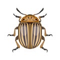 Colorado potato beetle. Top view. Can Be Used As Insect Symbols. Isolated on a white background.