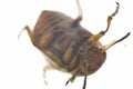 colorado potato beetle on white background