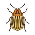 Colorado potato beetle