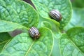 Colorado potato beetles Royalty Free Stock Photo