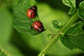 Colorado potato beetles