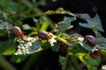 Colorado potato beetles