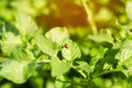 The Colorado potato beetles Leptinotarsa decemlineata on a close-up of potatoes. insect pests, farmer`s enemy, damage to the cr