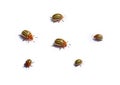 Colorado potato beetles on white background