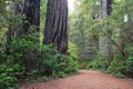 Hiking trail in Redwood National Park, California, USA Royalty Free Stock Photo