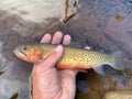 Colorado River cutthroat trout, Oncorhynchus clarkii