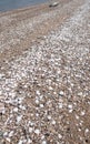 Colorado River shoreline covered in shells Royalty Free Stock Photo