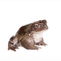 The Colorado River or Sonoran Desert toad on white Royalty Free Stock Photo