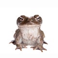 The Colorado River or Sonoran Desert toad on white Royalty Free Stock Photo