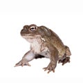The Colorado River or Sonoran Desert toad on white Royalty Free Stock Photo