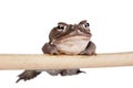 The Colorado River or Sonoran Desert toad on white Royalty Free Stock Photo