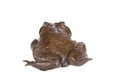 The Colorado River or Sonoran Desert toad on white Royalty Free Stock Photo