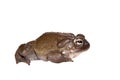 The Colorado River or Sonoran Desert toad on white Royalty Free Stock Photo