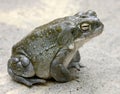 Colorado river toad 4 Royalty Free Stock Photo