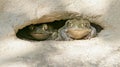 Colorado River Toad 5 Royalty Free Stock Photo