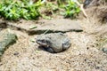 Colorado River Toad Royalty Free Stock Photo