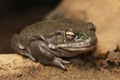 Colorado river toad (Incilius alvarius). Royalty Free Stock Photo