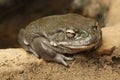 Colorado river toad (Incilius alvarius). Royalty Free Stock Photo