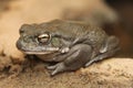 Colorado river toad (Incilius alvarius). Royalty Free Stock Photo