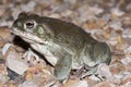 The Colorado River toad Incilius alvarius, the Sonoran Desert toad, is a psychoactive toad found in northern Mexico