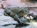 Colorado River toad Incilius alvarius, Sonoran Desert toad, Die ColoradokrÃÂ¶te Coloradokroete oder Sonora-NetzkrÃÂ¶te - ZÃÂ¼rich Royalty Free Stock Photo