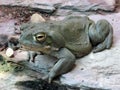 Colorado River toad Incilius alvarius, Sonoran Desert toad, Die ColoradokrÃÂ¶te Coloradokroete oder Sonora-NetzkrÃÂ¶te - ZÃÂ¼rich Royalty Free Stock Photo