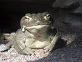 Colorado River toad Incilius alvarius, Sonoran Desert toad, Die ColoradokrÃÂ¶te Coloradokroete oder Sonora-NetzkrÃÂ¶te - ZÃÂ¼rich Royalty Free Stock Photo