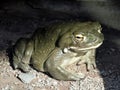 Colorado River toad Incilius alvarius, Sonoran Desert toad, Die ColoradokrÃÂ¶te Coloradokroete oder Sonora-NetzkrÃÂ¶te - ZÃÂ¼rich Royalty Free Stock Photo