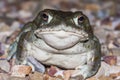 The Colorado River toad Incilius alvarius, the Sonoran Desert toad, is a psychoactive toad found in northern Mexico Royalty Free Stock Photo