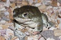 The Colorado River toad Incilius alvarius, the Sonoran Desert toad, is a psychoactive toad found in northern Mexico Royalty Free Stock Photo