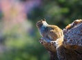 Rock Squirrel sitting on Rock Royalty Free Stock Photo