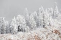 Colorado rockies frozen snow winter landscape