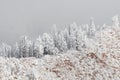 Colorado rockies frozen snow winter landscape Royalty Free Stock Photo