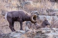 Colorado Rocky Mountain Bighorn Sheep - Bighorn Ram and Ewe Royalty Free Stock Photo