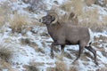 Colorado Rocky Mountain Bighorn Sheep. Bighorn Ram in snow Royalty Free Stock Photo