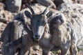 Wild Colorado Rocky Mountain Bighorn Sheep Royalty Free Stock Photo