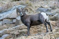 Wild Colorado Rocky Mountain Bighorn Sheep Royalty Free Stock Photo