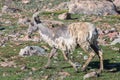 Wild Colorado Rocky Mountain Bighorn Sheep Royalty Free Stock Photo