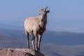 Colorado Rocky Mountain Bighorn Sheep Royalty Free Stock Photo