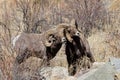 Colorado Rocky Mountain Bighorn Sheep