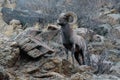 Colorado Rocky Mountain Bighorn Sheep