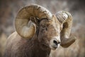 Colorado Rocky Mountain Bighorn Sheep