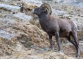 Wild Colorado Rocky Mountain Bighorn Sheep Royalty Free Stock Photo