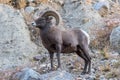 Wild Colorado Rocky Mountain Bighorn Sheep Royalty Free Stock Photo