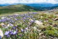 Colorado Rocky Mountain Landscape with Spring Wildflowers Royalty Free Stock Photo